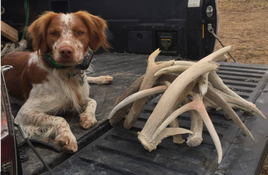 Wyoming to Pass New Shed Hunting Rules Aimed at Non-Residents