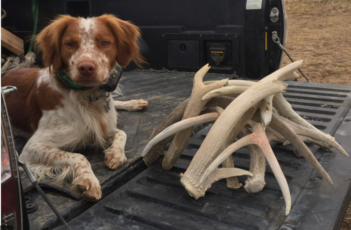 Wyoming to Pass New Shed Hunting Rules Aimed at NonResidents