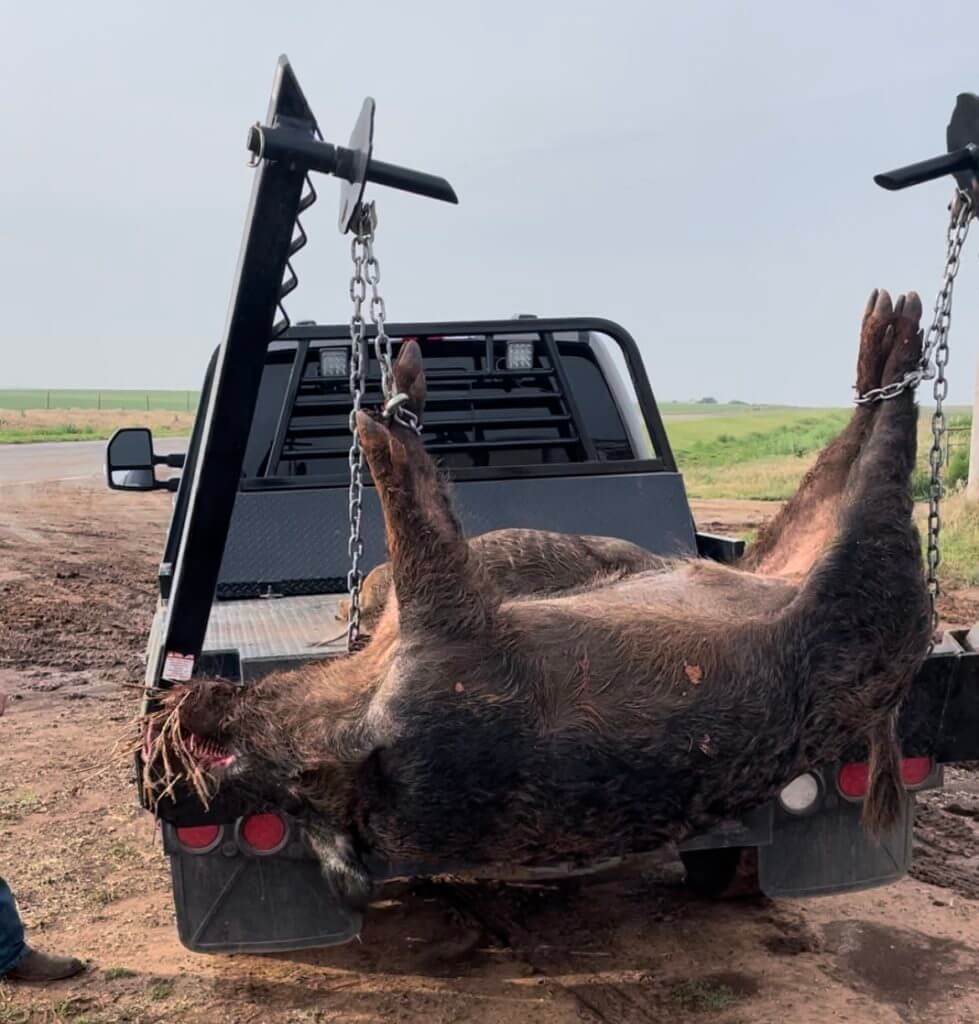 HOGZILLA
387lb boar shot with the Christensen Arms MPR topped with a Pulsar Thermion 2 LRF XP50 Pro