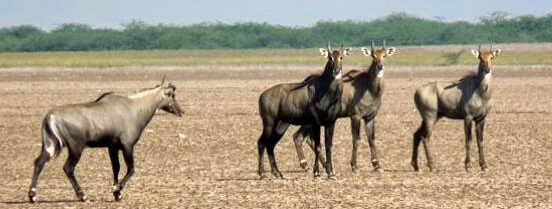 Nilgai in their natural habitat, ready to be hunted