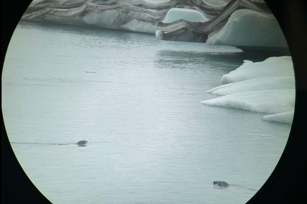 Picture through SIG SAUER Binoculars looking at two seals in Iceland