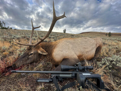 A bull elk lays posed in front of a black, bolt action rifle and the clouded sky shades the area.