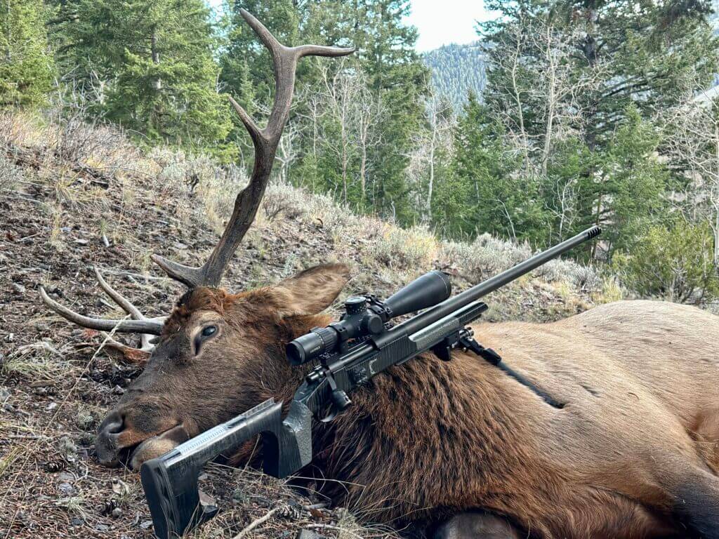 A dead bull elk lays on the ground with a black, bolt action rifle posed next to it. 