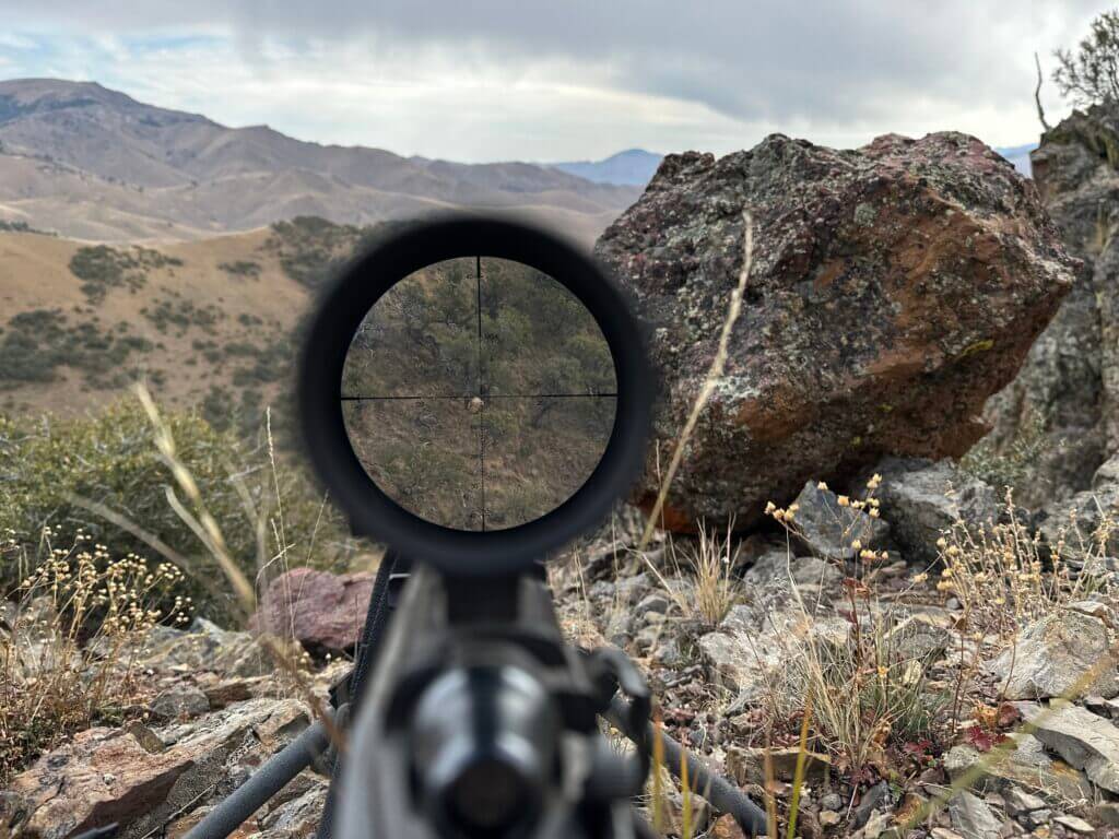 Rifle crosshairs are on a bedded elk as a rifle sizes up the shot.