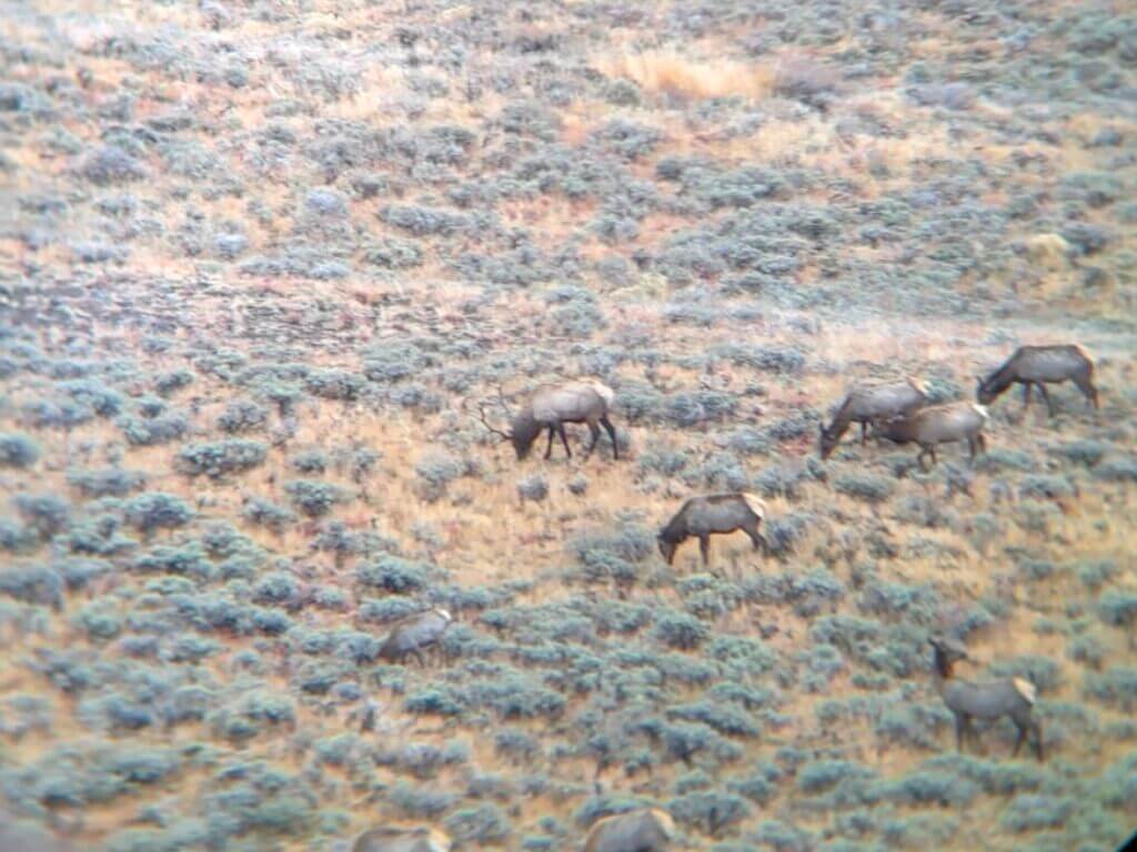 An elk feeds with his herd on a sagebrush hillside.