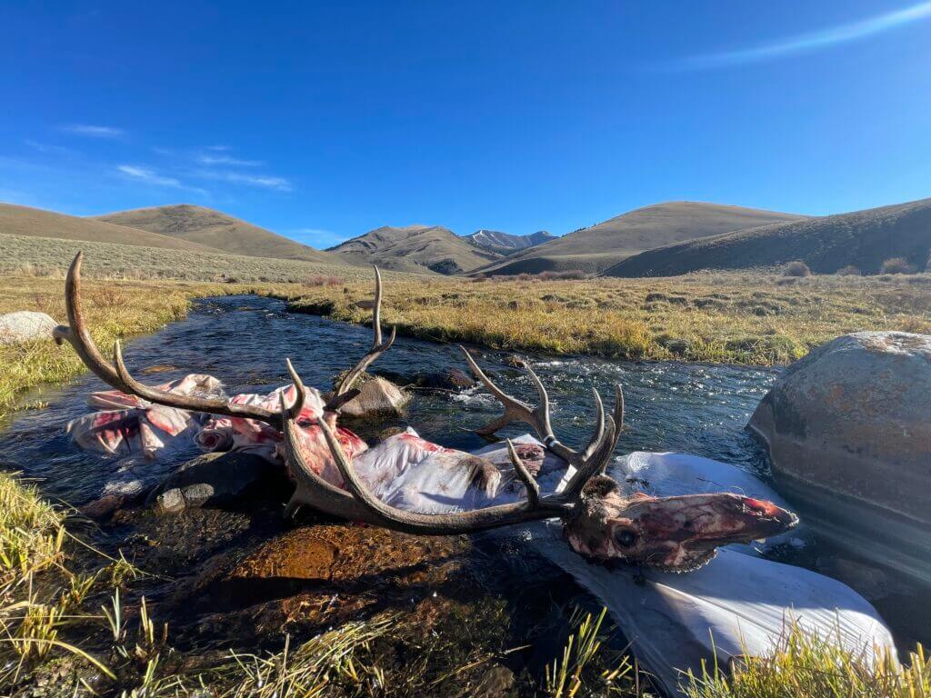 Two butchered bull elk lay in a stream for preservation on a hot, sunny day.