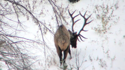 A 7-point bull elk stands on a hillside of snow.