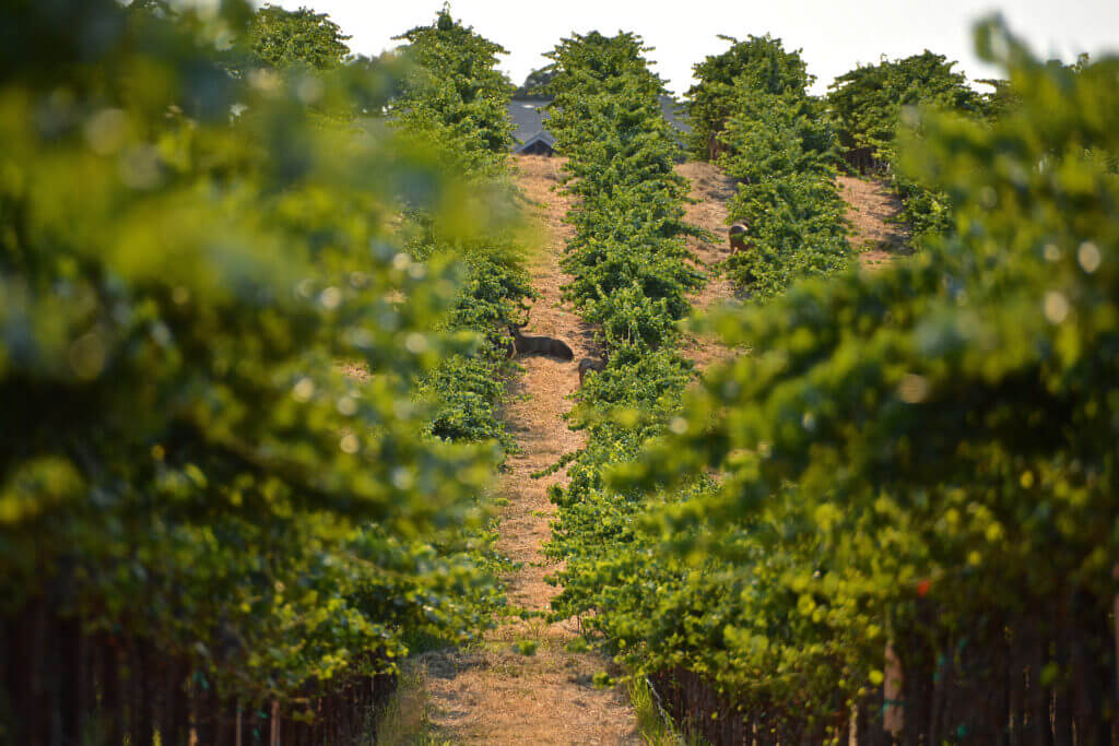 The Steinbeck Vineyards with deer at the end of a long row