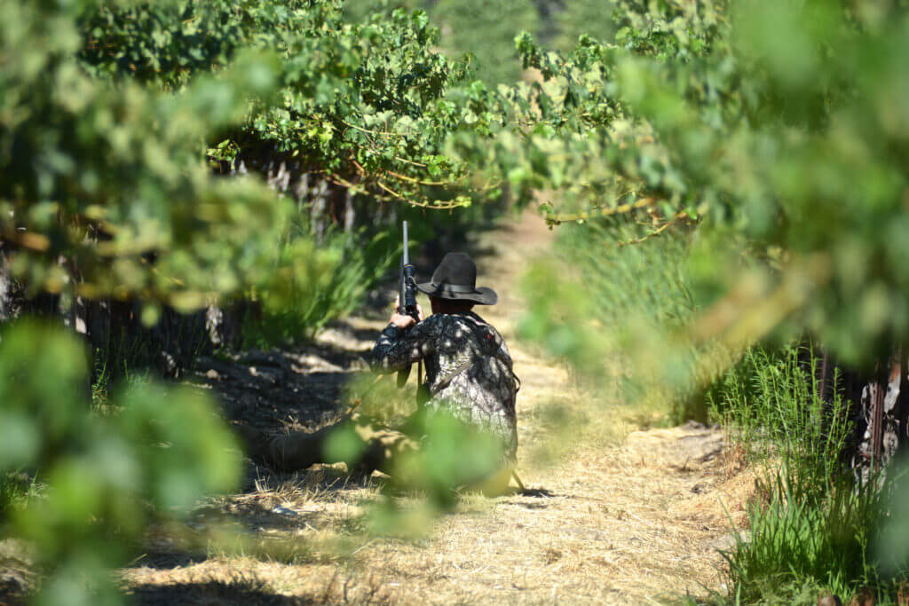 Hunter sitting in the shade with his gun at the Steinbeck Vineyards