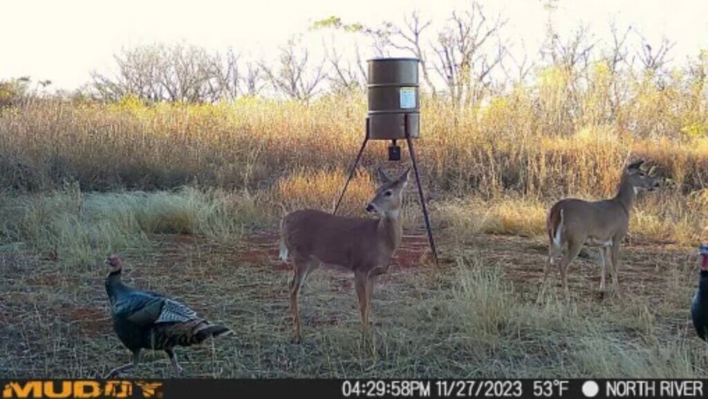 Deer and Turkey enjoying the sunset together