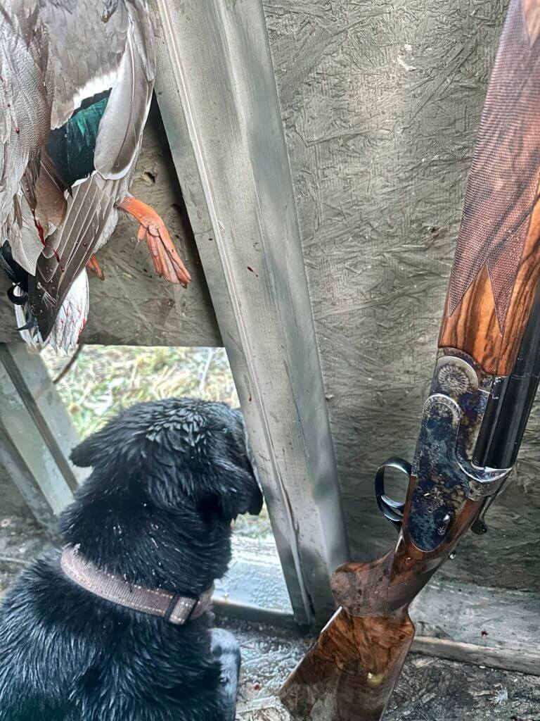 Hunting dog on the lookout next to a 20-gauge shotgun