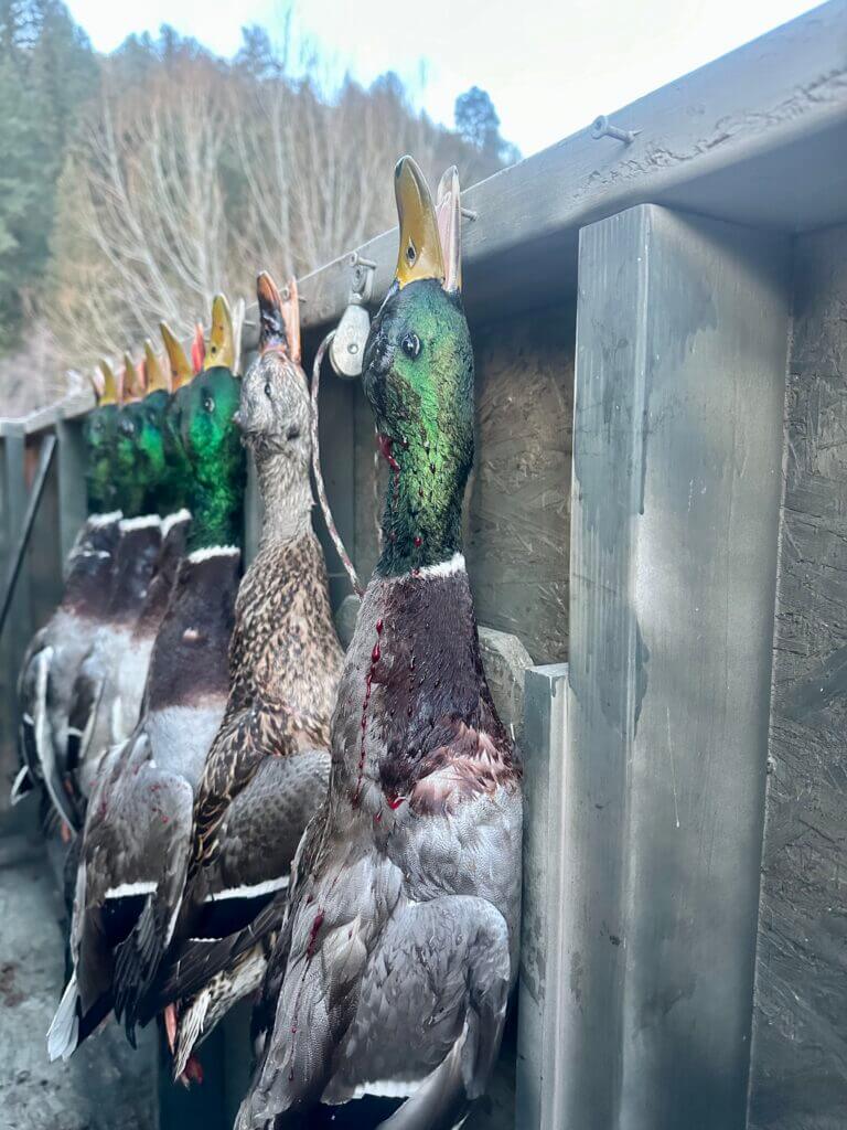 Row of beautiful duck mallards with green heads