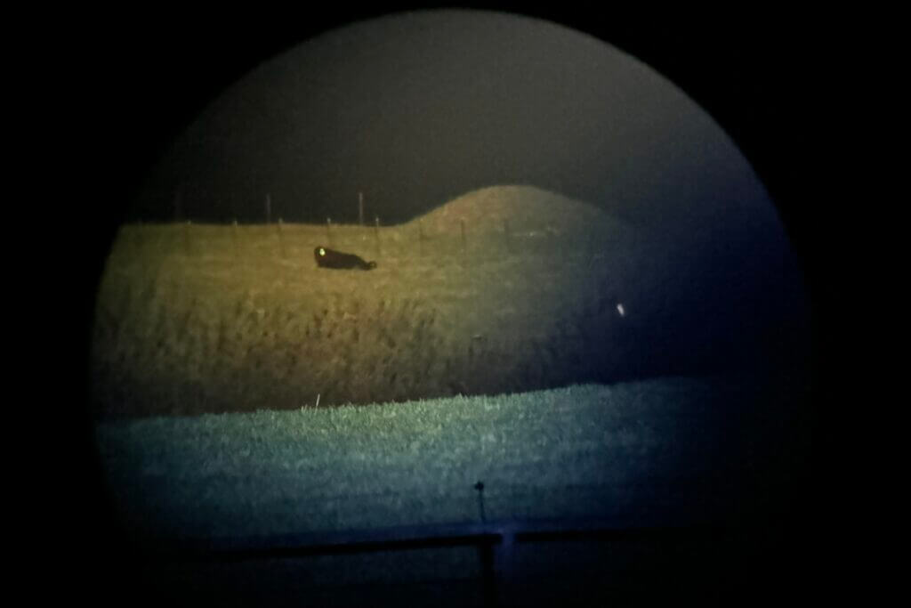 Cow lit up by flashlight through spotting scope