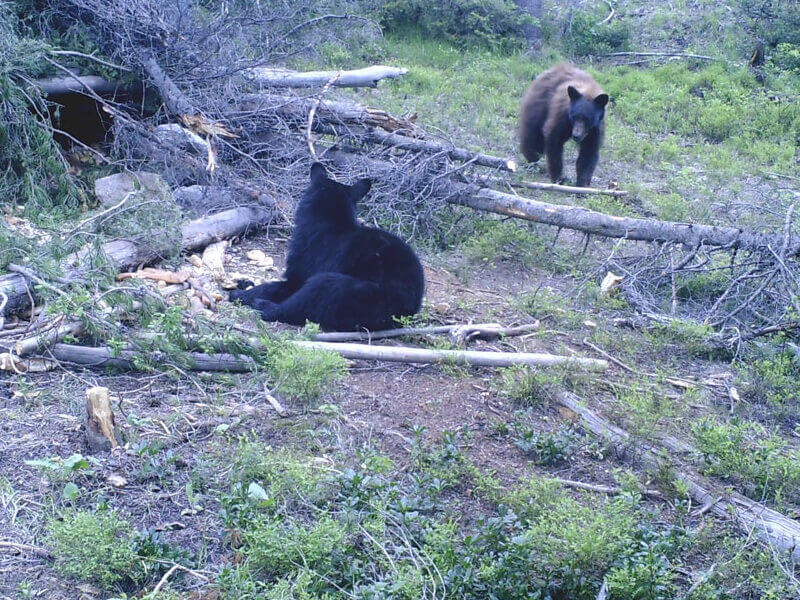 Bear baiting with two bears in on the bait. 