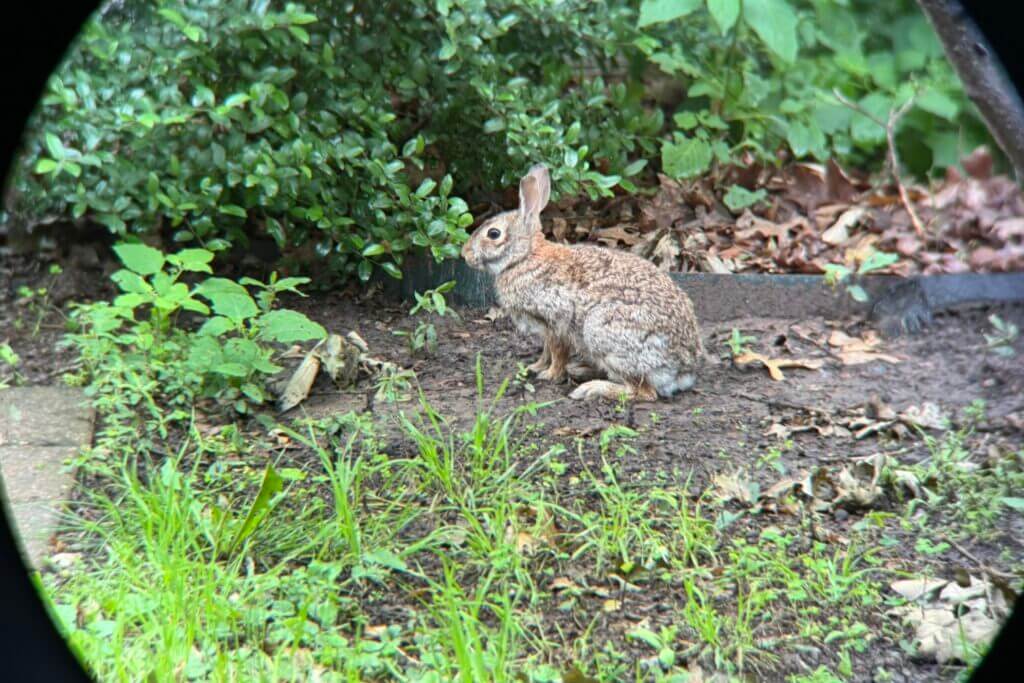 Rabbit in grass through a binocular view