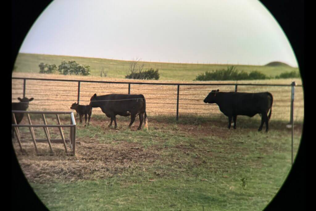 Cattle in field through binoculars