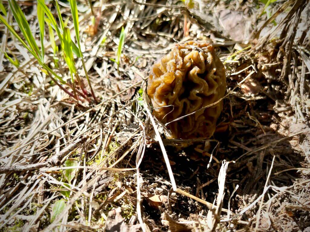 A morel mushroom on the forest floor