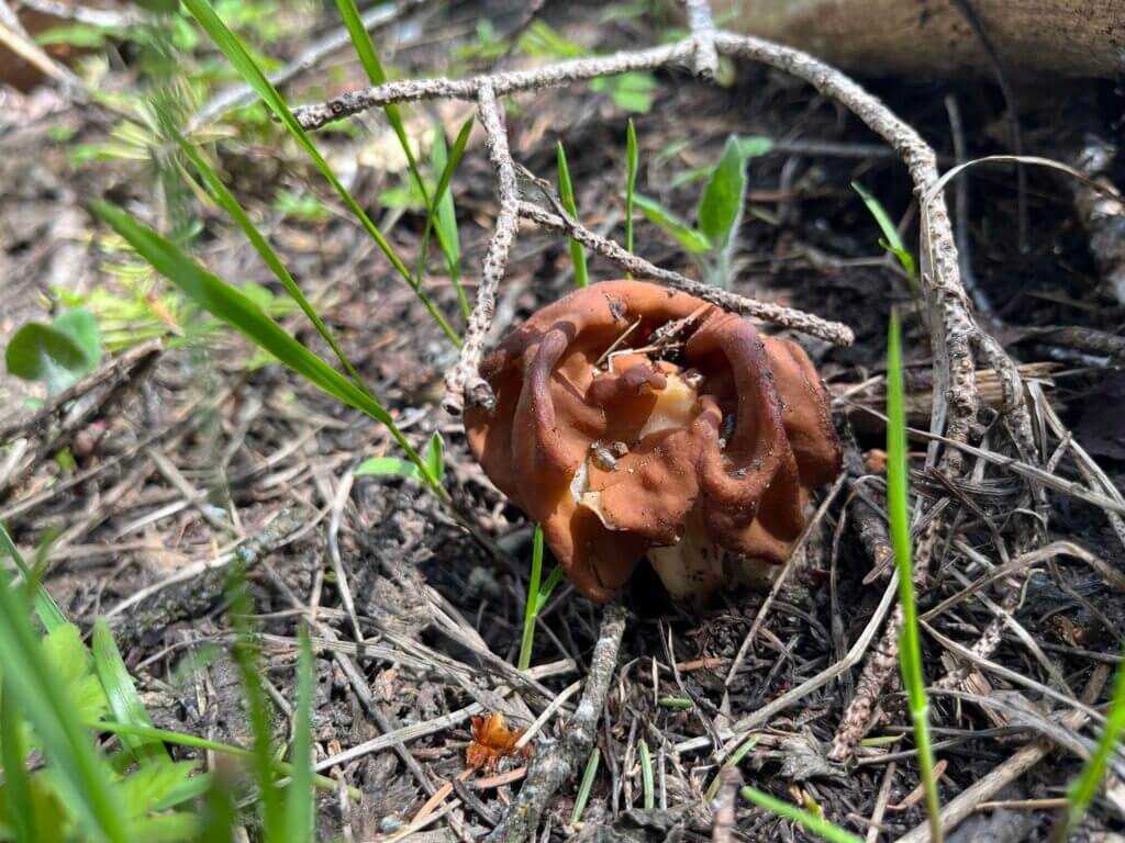 A "Shroom" you wouldn't necessarily want to eat