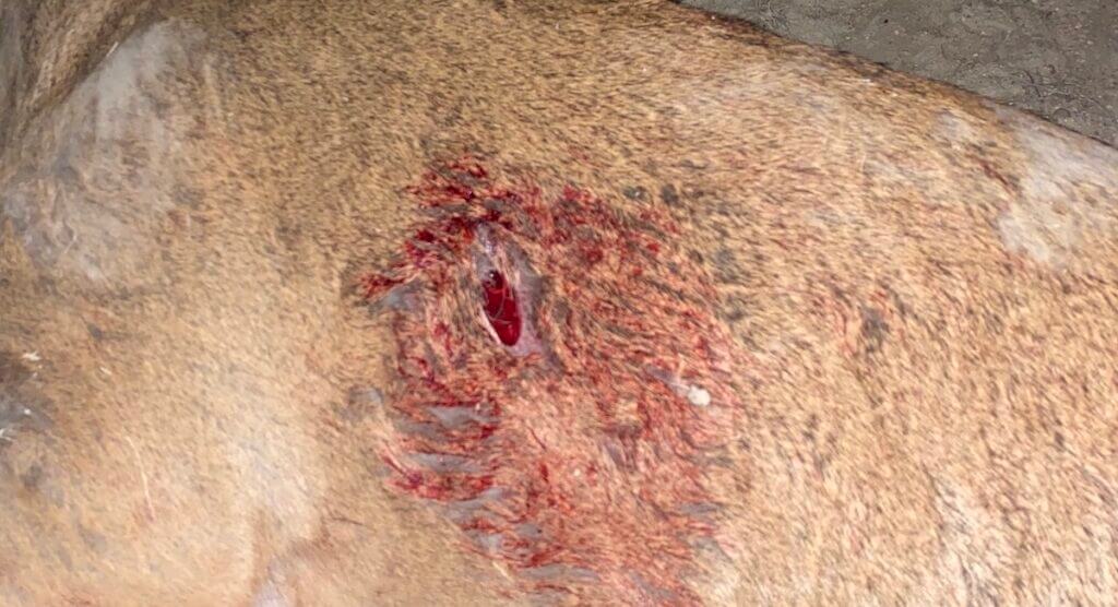 Deer with puncture wound from SEVR arrow tip