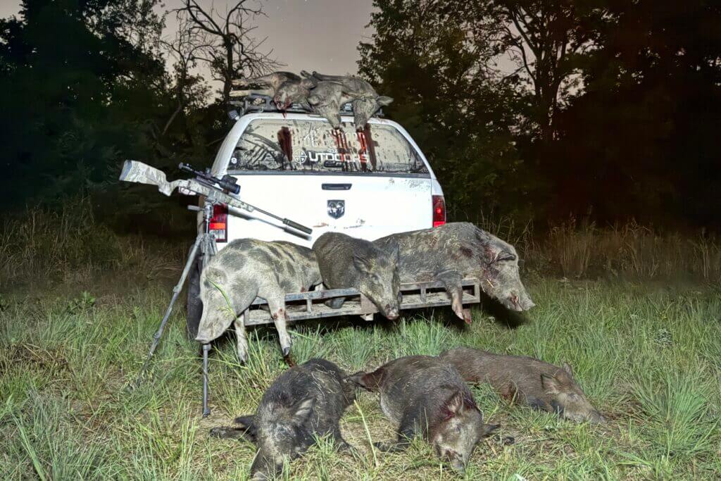 Night hunting hogs.