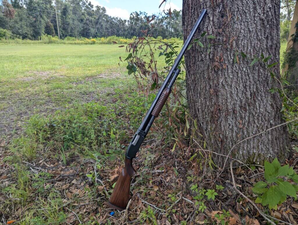 Winchester Model 12 pump action shotgun leaning against large tree