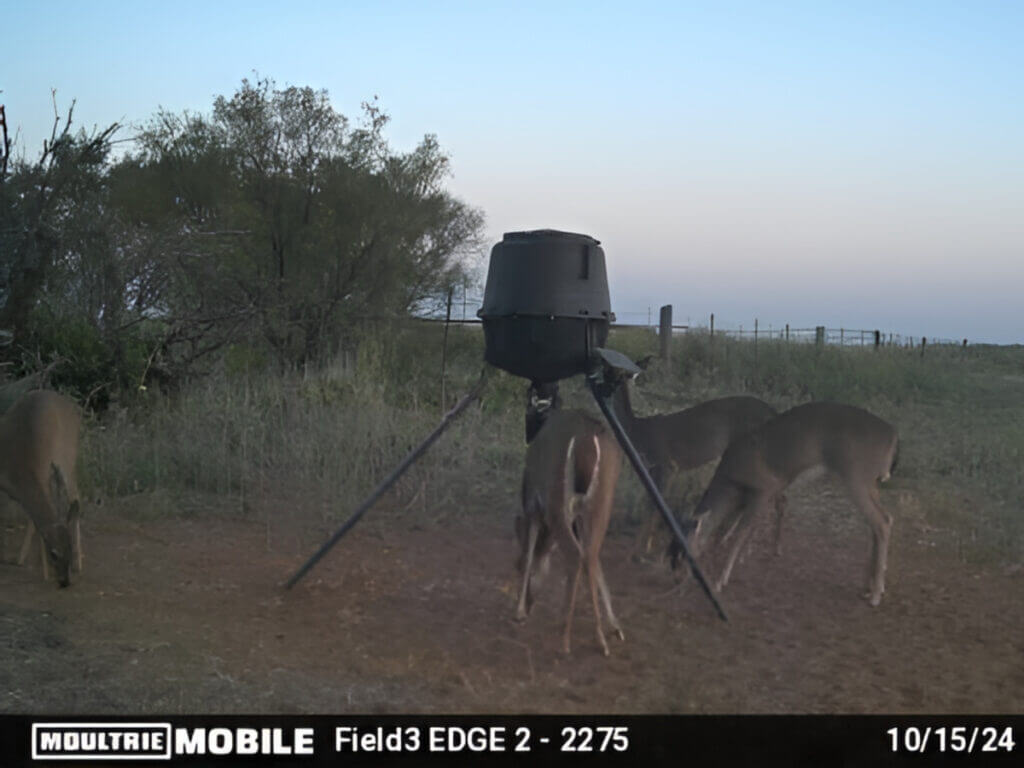 does at a feeder