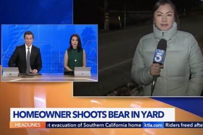 Arrowbear lake report on bear shooting.