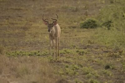 A whitetail deer in he field.