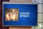 Coyote attack in Colorado reminds us of the need for predator control.