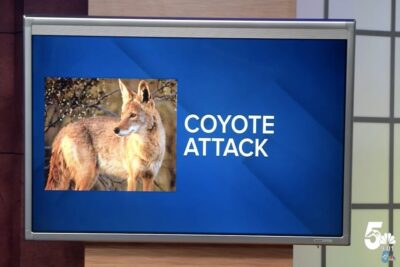 Coyote attack in Colorado reminds us of the need for predator control.