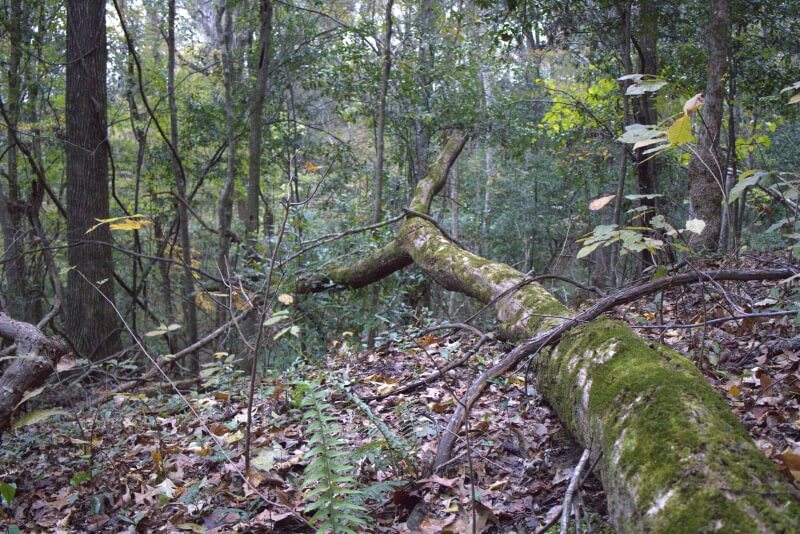 squirrel hunting deadfall