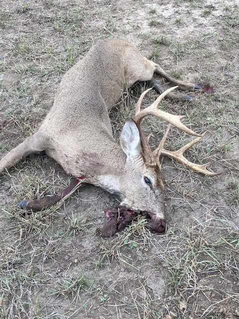 buck with a broken jaw laying on the ground