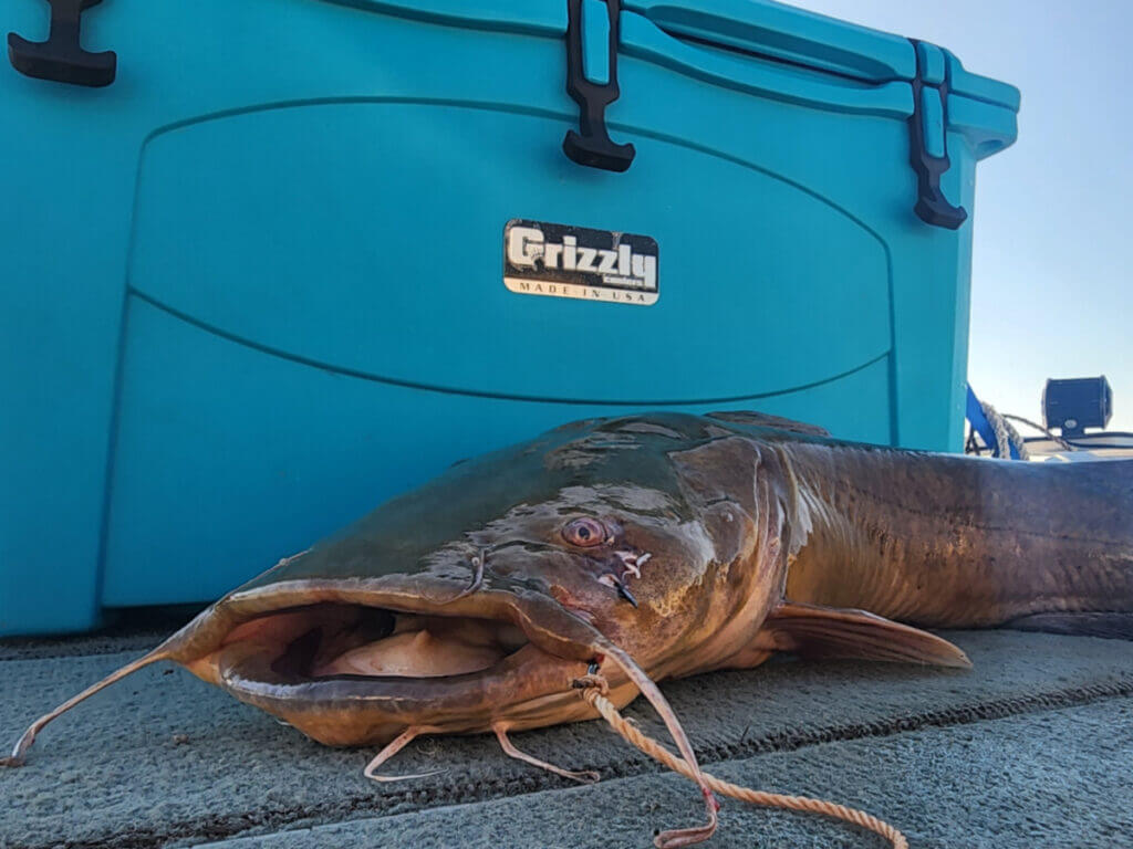 catfish with grizzly 75 cooler