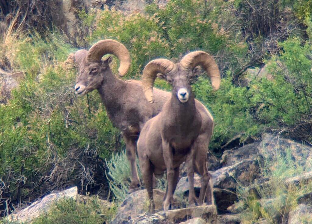 Two rams on a hill