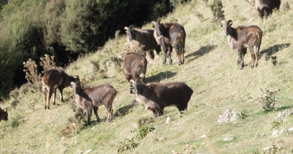 lots of Tahr on a hill