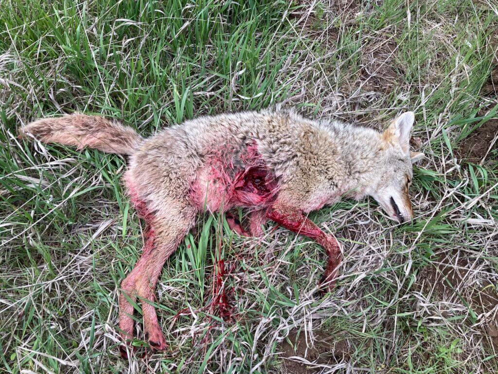 Coyote shot with 180 eldm