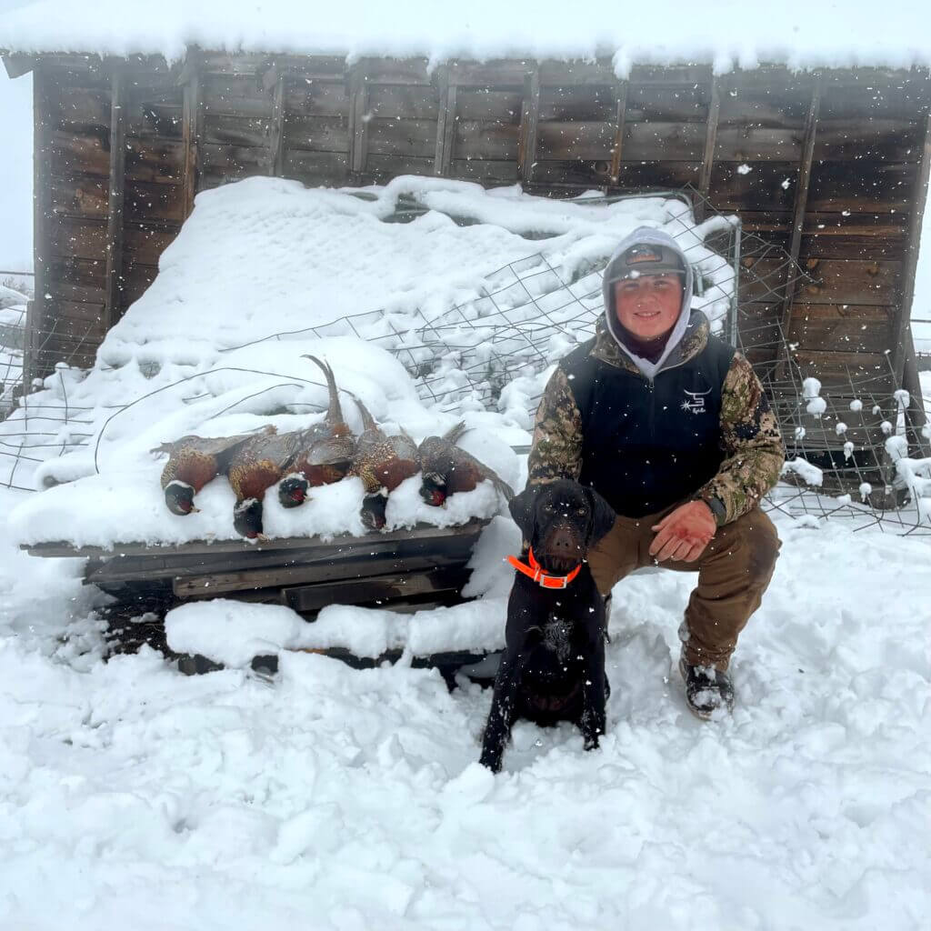 German Wirehaired Pointer in the snow
