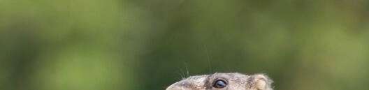 Rockchuck "eyeballing" small target to aim at