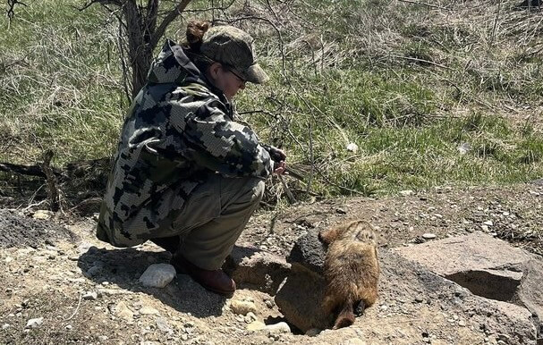lady and a Rockchuck