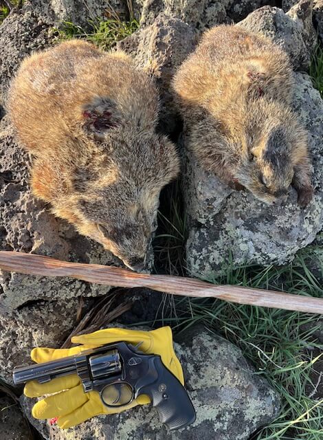 rockchuck taken with a handgun