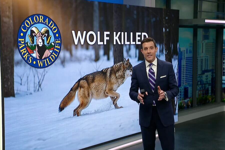 Colorado officials kill wolf believed to be involved in depredations.