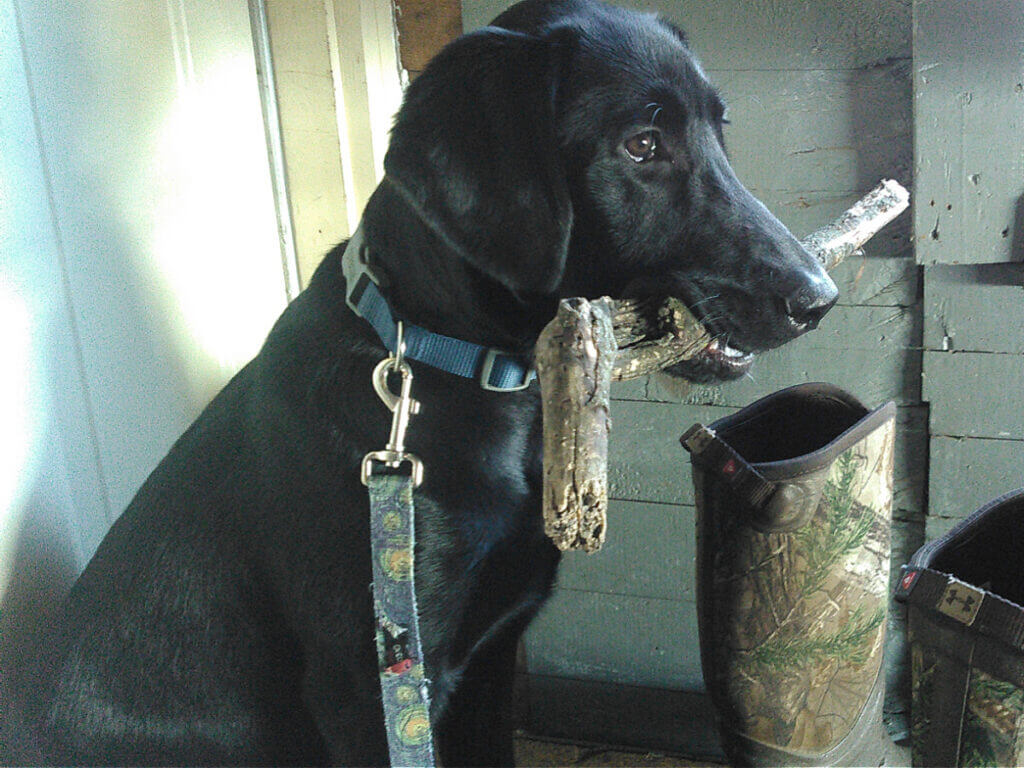 black lab with stick