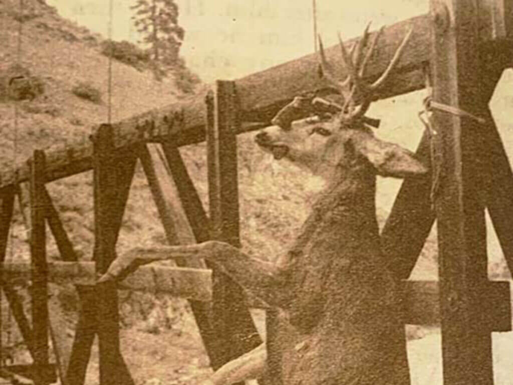 mule deer with revolver 