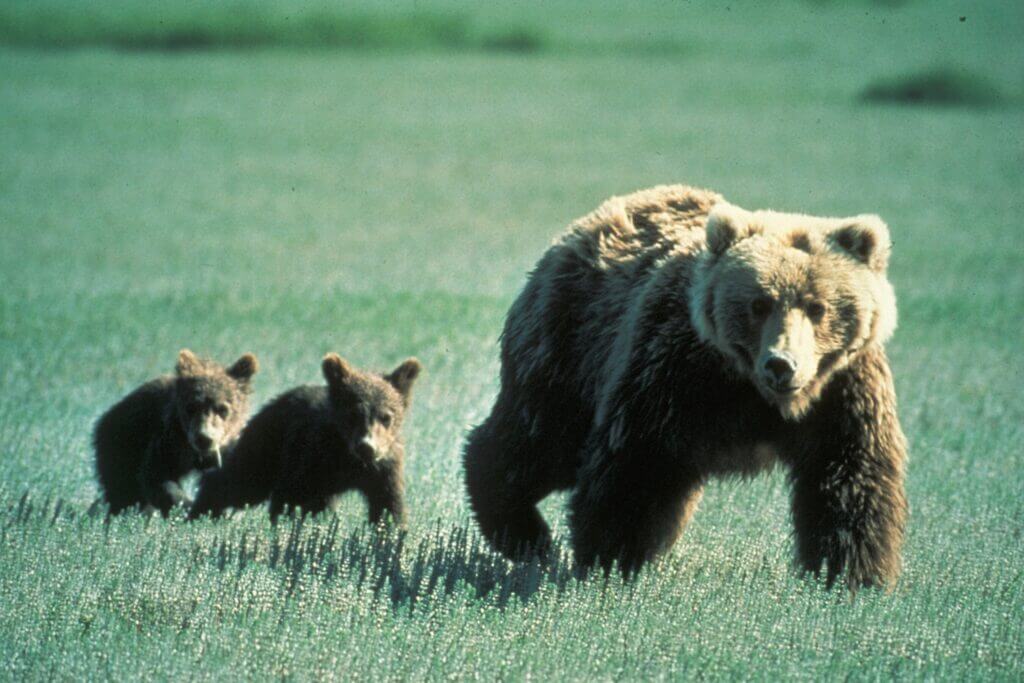 Grizzly bear with cubs.