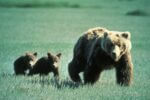 Grizzly bear with cubs.