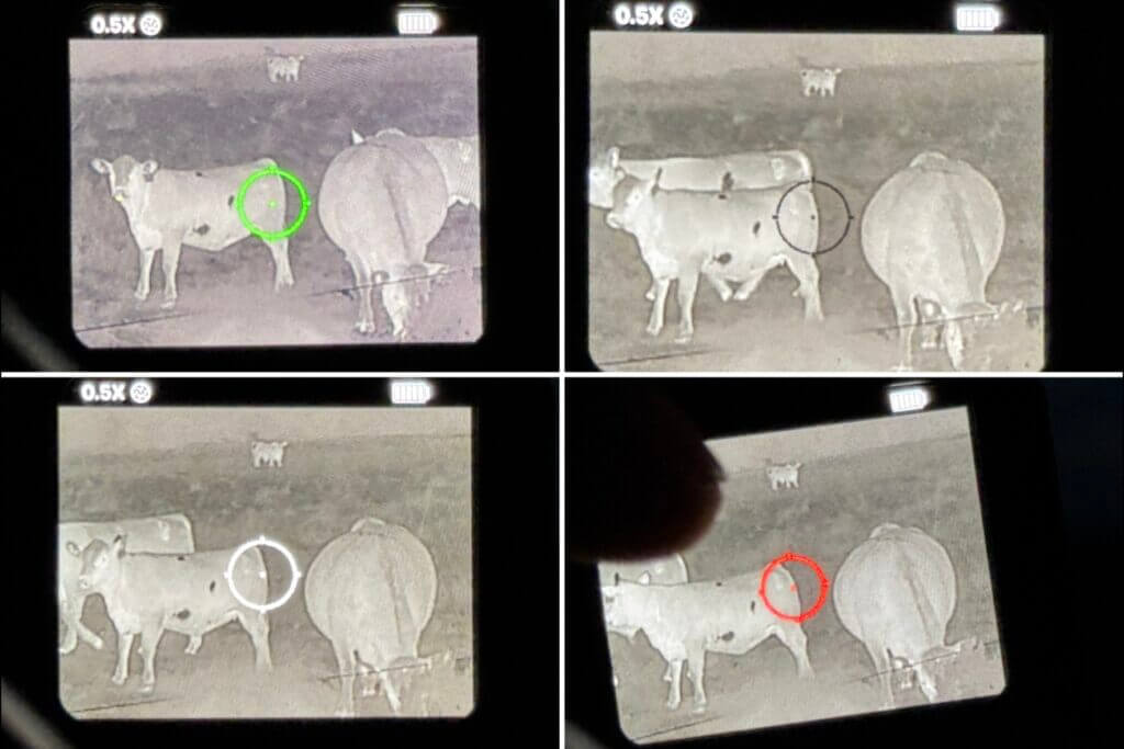 dots on a cows butt. FMP13