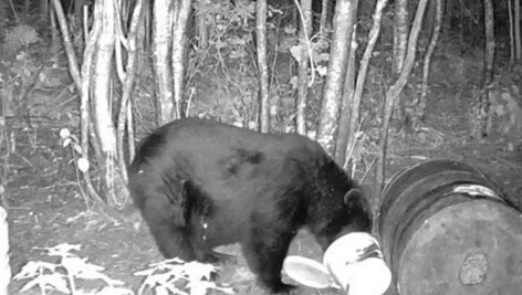 Bear on trail camera before a missed handgun shot during the Maine black bear hunt