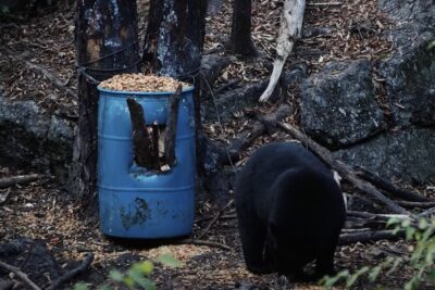 Mossberg Patriot: Quiet, Accurate Black-Bear Rifle Workhorse