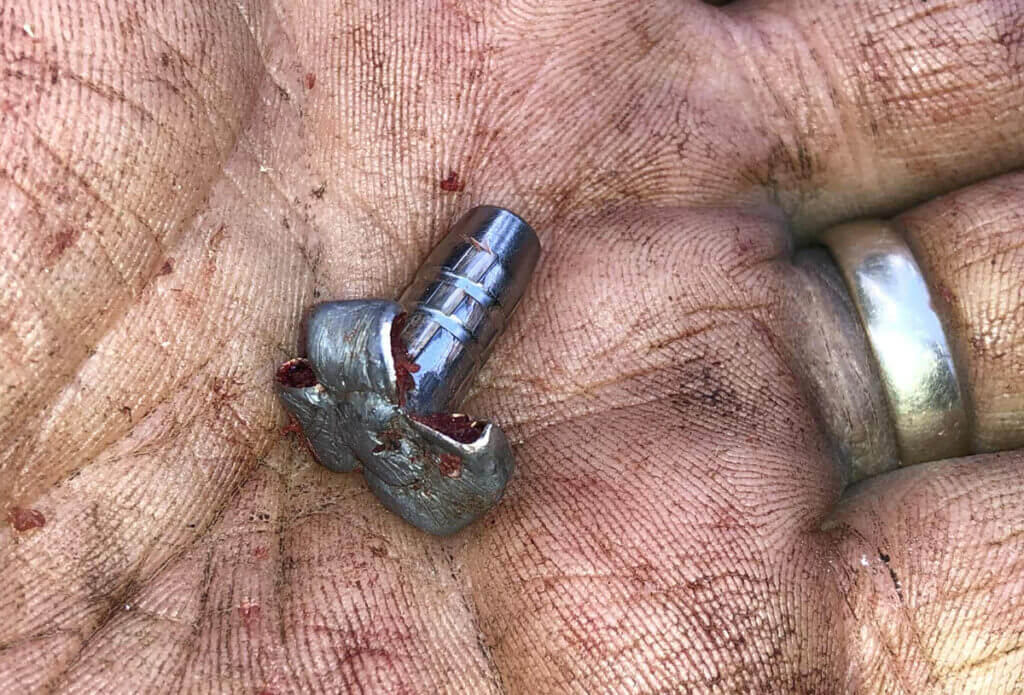 Recovered 155-gr Federal Terminal Ascent bullet from 6x6 bull elk taken at 801 yards using 280 Ackley Improved