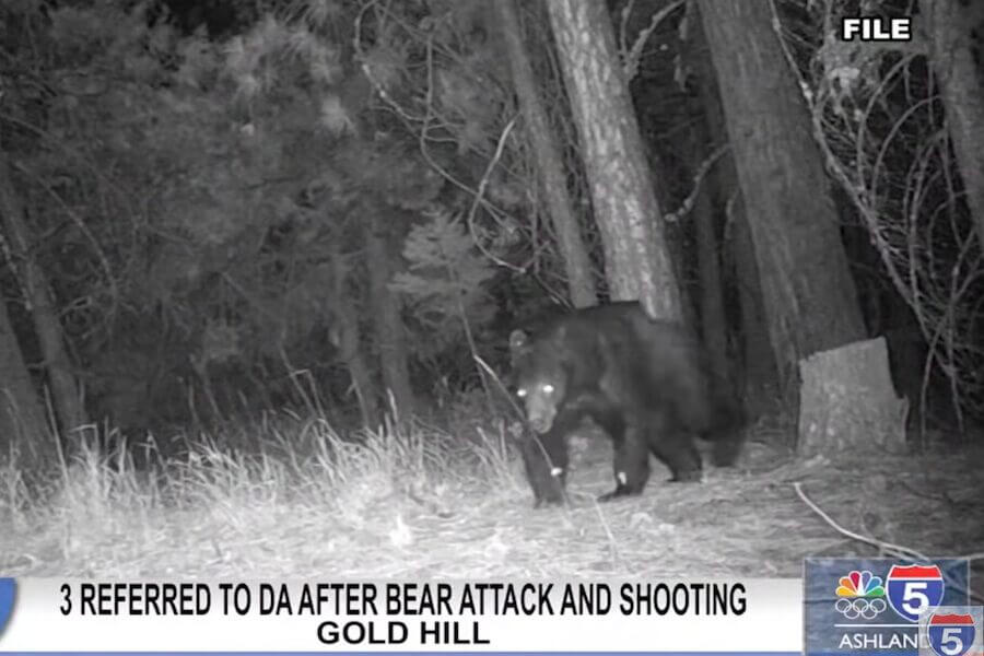 Was This Oregon Bear Attack Self-Defense or Stupidity? Was This Oregon Bear Attack Self-Defense or Stupidity?